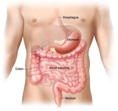 What does it mean when you have pain under the ribs on both sides with  tenderness over both lungs but no fever or cough? - Quora