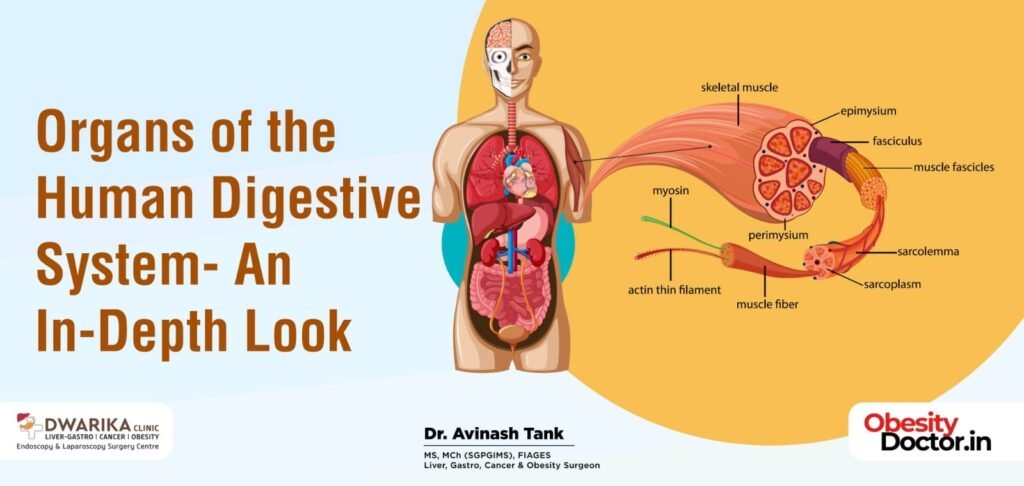 Organs of the Human Digestive System- An In-Depth Look