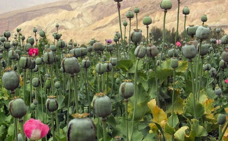 Afeem (Opium) Plantation