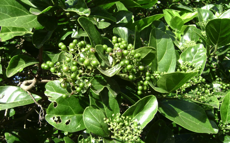 medicinal plant agnimantha in its natural habitat