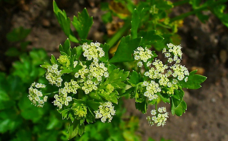 Ajmoda (celery) plant with flowers