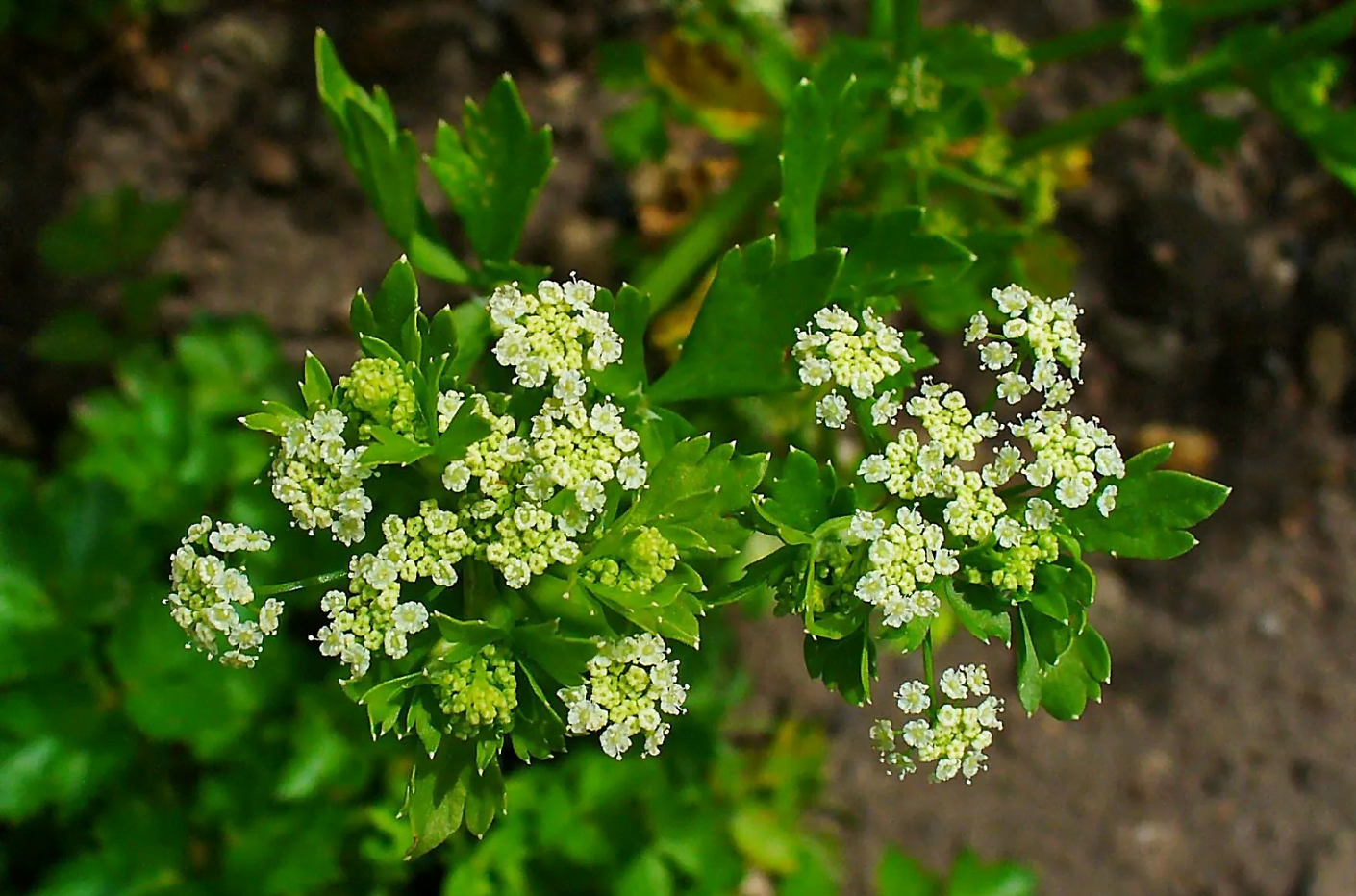 Ajmoda (Celery) Facts: History, benefits, and Nutrition