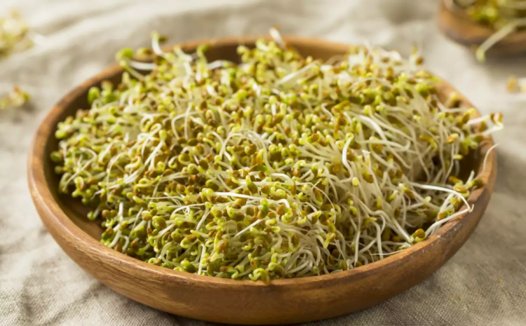 bowl of alfalfa sprouts