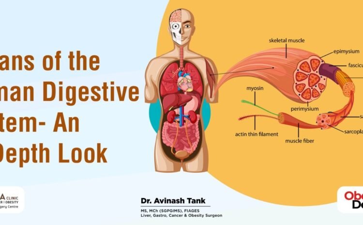 Organs of the Human Digestive System- An In-Depth Look
