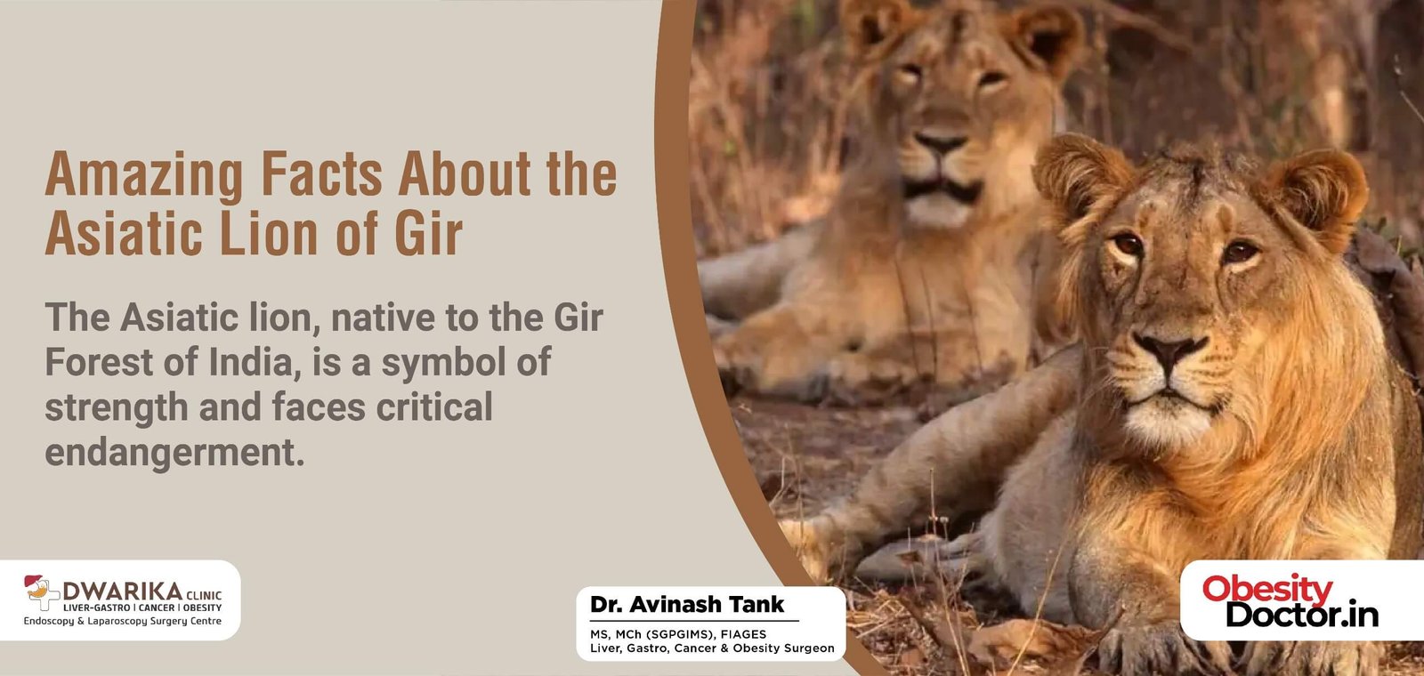 Amazing Facts About the Asiatic Lion of Gir